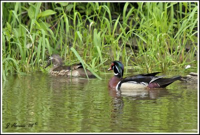 canard branchu