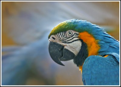 Oiseau d'Asie