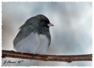 Junco
