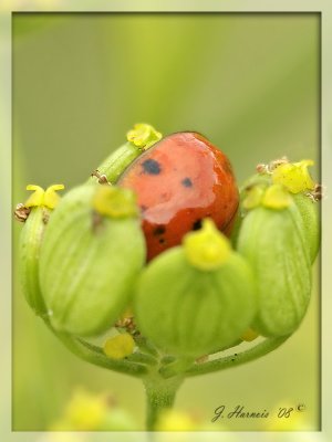 Coccinelle