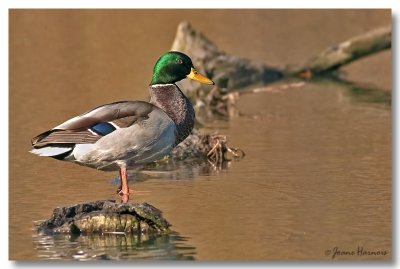 Colvert