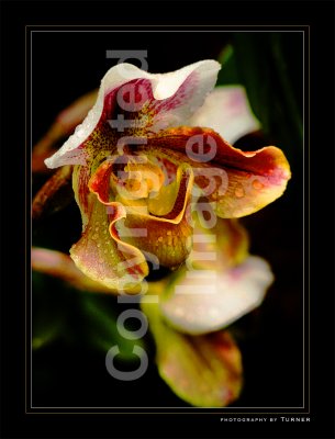 orchids1.jpg