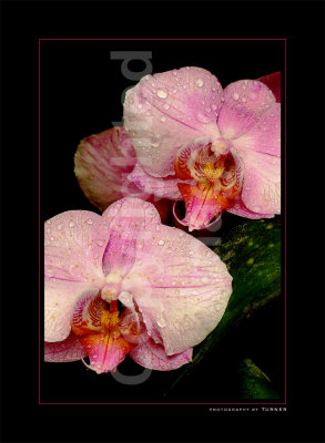 Orchids II