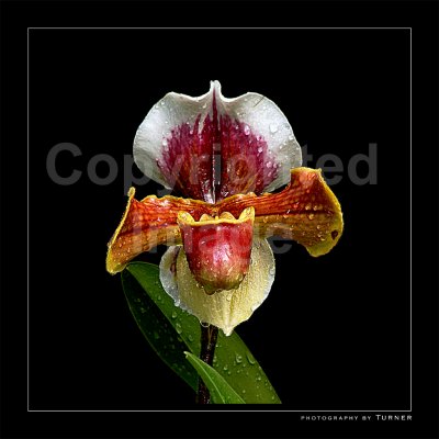 Flowers, Flora and Bugs