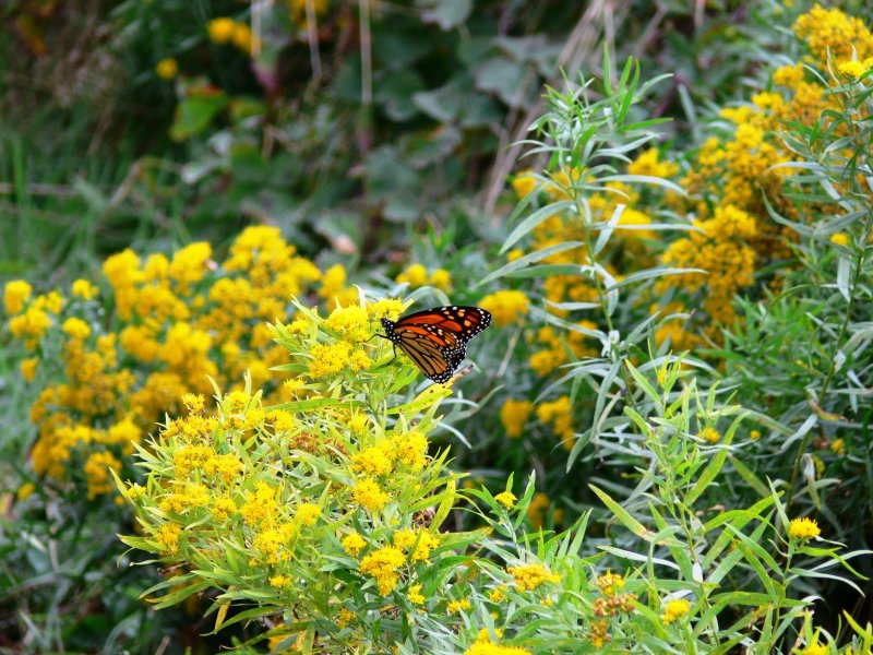 Migrating Monarch butterfly