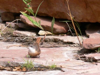 Canyon wren in West Fork Canyon