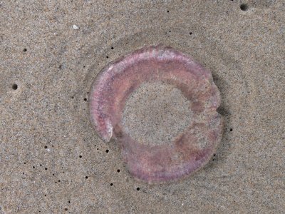 Beached jelly fish