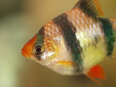 2008-09-21 Fish