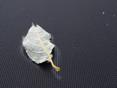 2009-11-01 Cold leaf