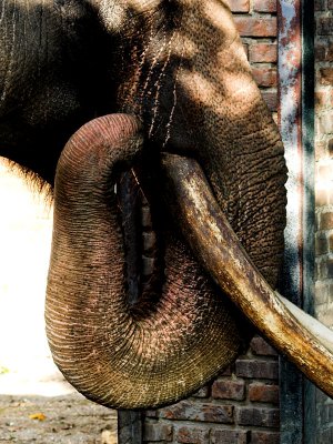 Elefant