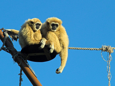 Gibbons