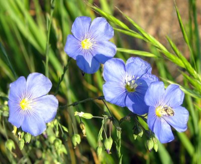 Flax Blossom.jpg