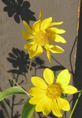 Yellow Flower with Shadow.jpg