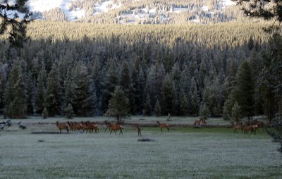 Elk Herd.jpg