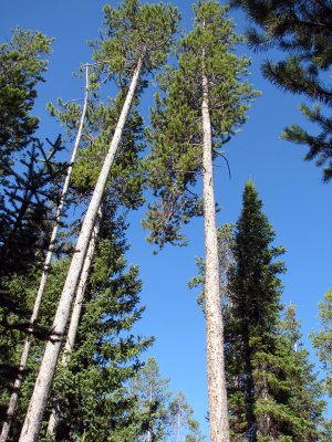 Lodgepole Pine.jpg