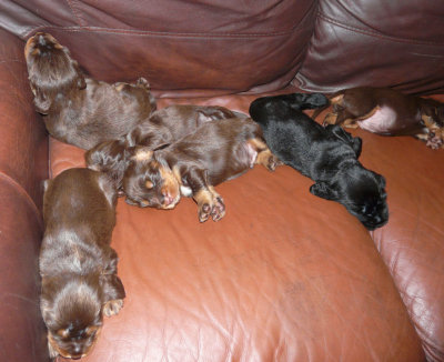 Pups 001.JPG