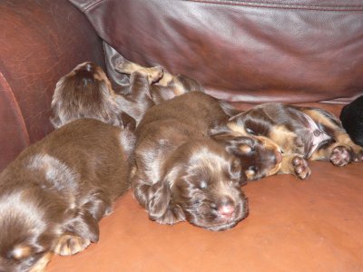 Pups 002.JPG