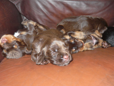 Pups 003.JPG