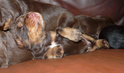 Pups 004.JPG