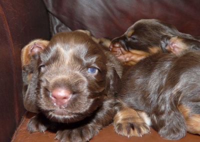 Pups 005.JPG