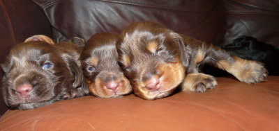 Pups 006.JPG