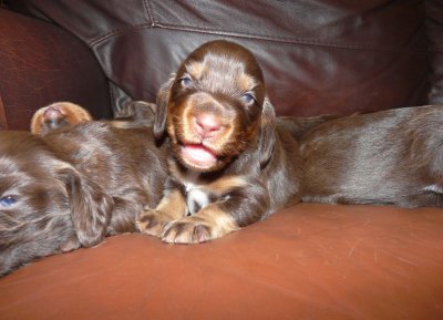 Pups 007.JPG