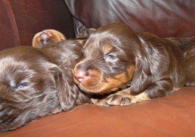 Pups 008.JPG