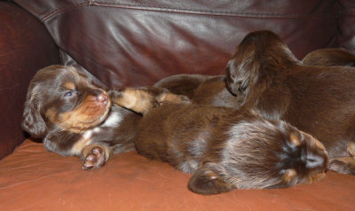Pups 009.JPG