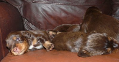 Pups 010.JPG