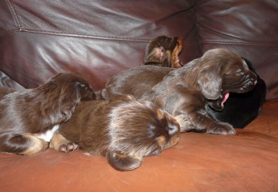 Pups 011.JPG