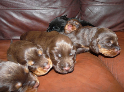 Pups 012.JPG