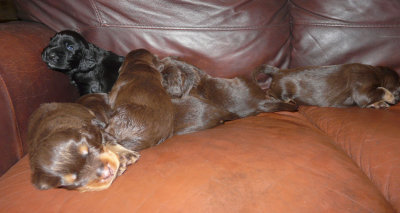 Pups 013.JPG