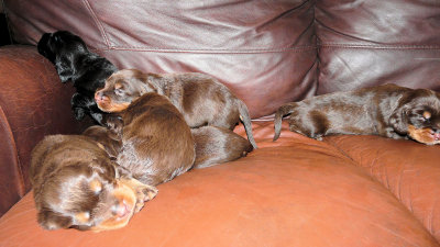Pups 015.JPG