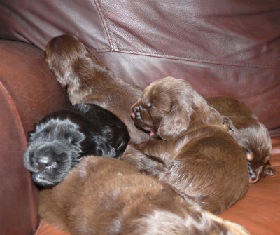 Pups 017.JPG