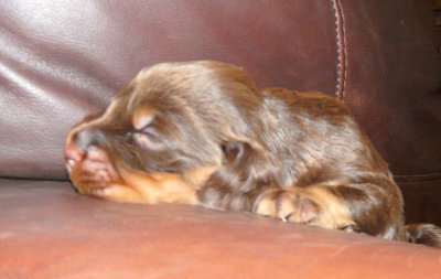 Pups 018.JPG