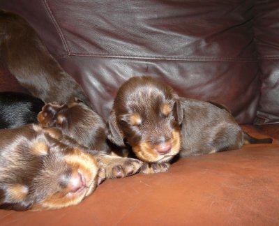 Pups 019.JPG