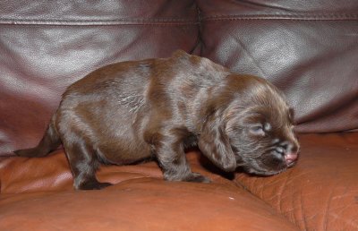 Pups 020.JPG