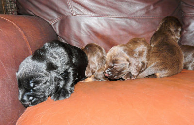Pups 023.JPG