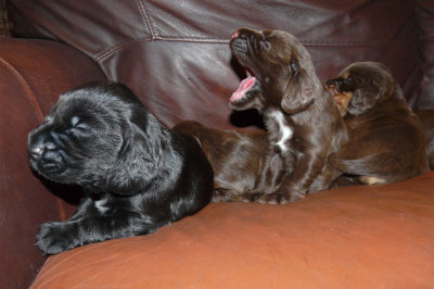 Pups 024.JPG