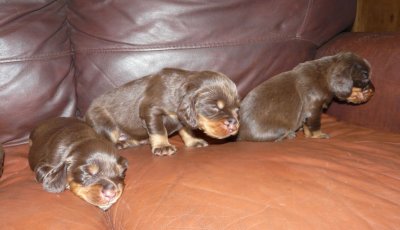 Pups 025.JPG