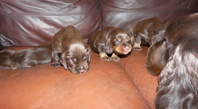 Pups 026.JPG