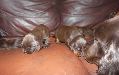 Pups 027.JPG