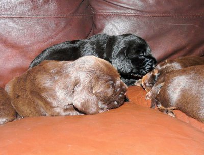 Pups 028.JPG