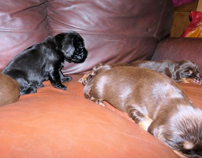 Pups 029.JPG