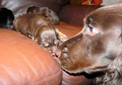 Pups 030.JPG