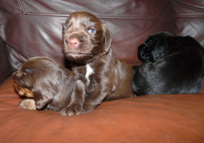 Pups 031.JPG