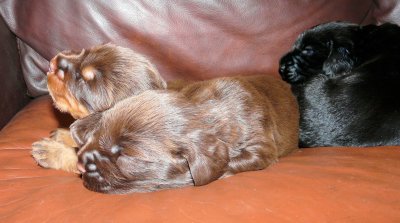 Pups 032.JPG