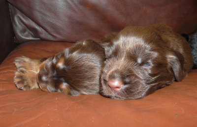 Pups 033.JPG