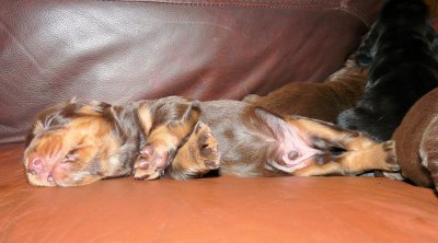 Pups 035.JPG