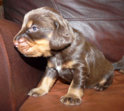 Pups 036.JPG